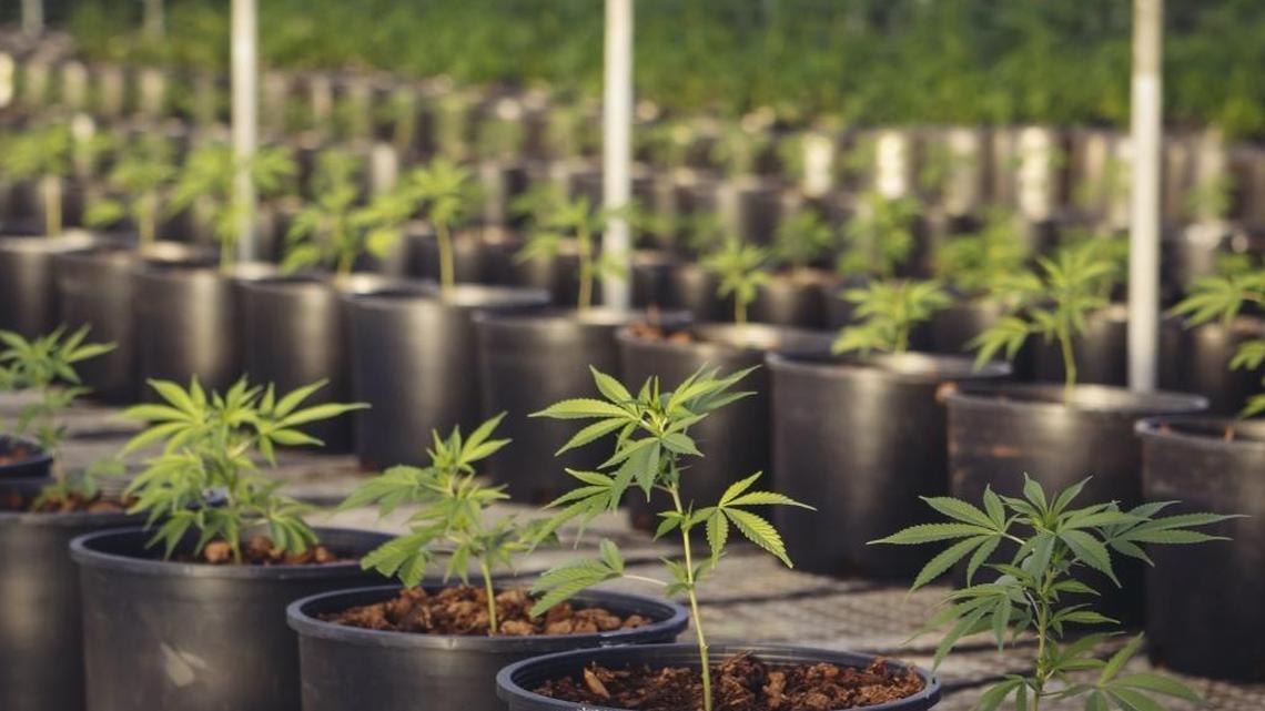 Rows of marijuana plants.