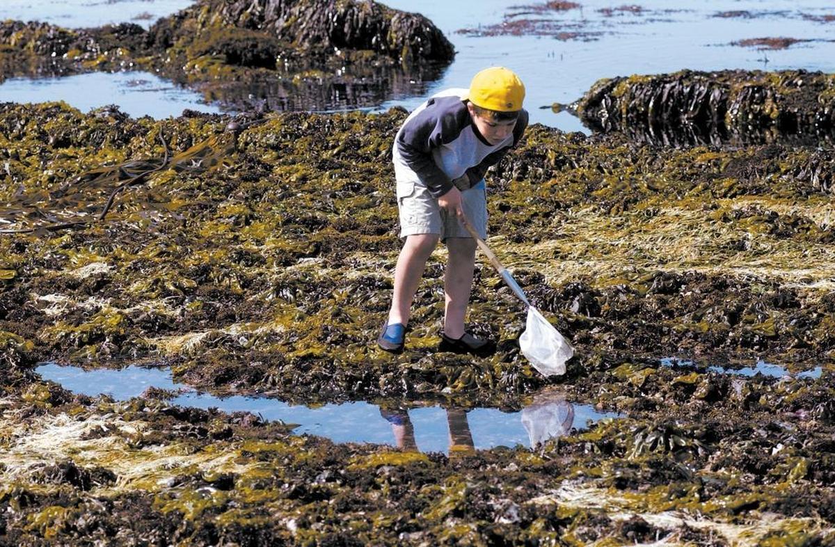 Joe Barnes, 7, of Thousand Oaks checks out the tide pools at Corallina Cove in Montaña de Oro State Park.