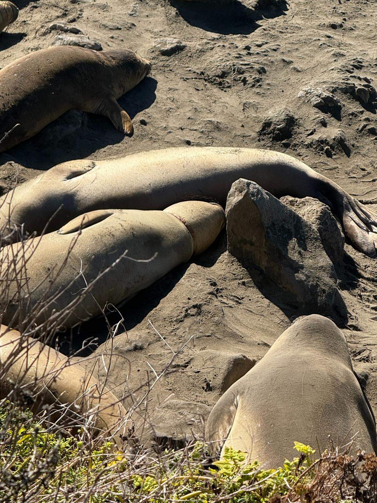 Volunteers and rescue workers are formulating a plan to remove a packing strap wrapped around a young elephant seal’s neck at Piedras Blancas.
