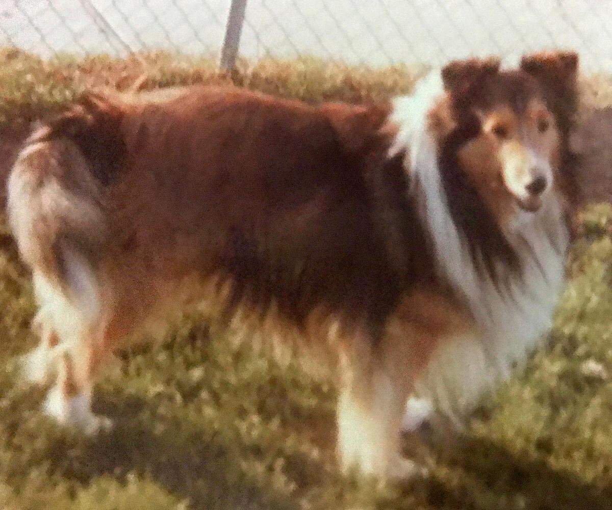 “Lancer” was one of five Shetland sheepdog cupids that brought Tribune columnist Kathe Tanner in Cambria together with the man in Reno who would become her husband for 44 years. She had recently rescued two Shelties; Richard had three. “Lancer was an incredible animal,” she said. “That coat!! Richard had him at dog show when a lady came up to them and asked, “where do you keep him to get that coat in the middle of summer, in a deep freeze?”