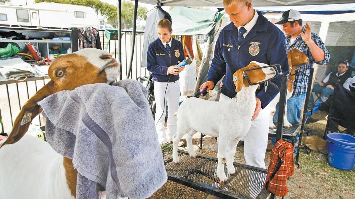 Matthew O’Henley, center, with the Nipomo FFA, preps his goat for showing at the Santa Barbara County Fair in July 2015.