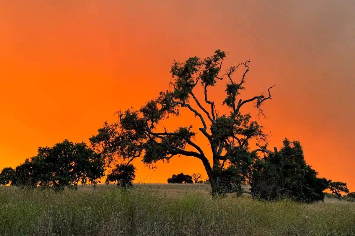 An oak tree is silhouetted by the orange glow of smoke from the Lake Fire near the Santa Ynez Valley on Saturday morning.