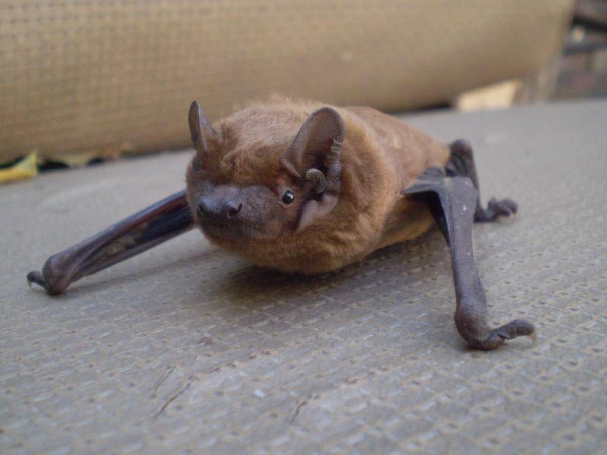 The SLO County Public Health Department is warning residents to avoid any contact with bats after three tested positive for rabies as of June 2025.