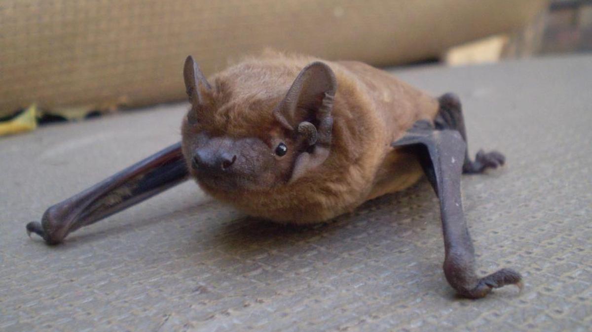 The county Public Health Department is warning residents to avoid any contact with bats after three tested positive for rabies.