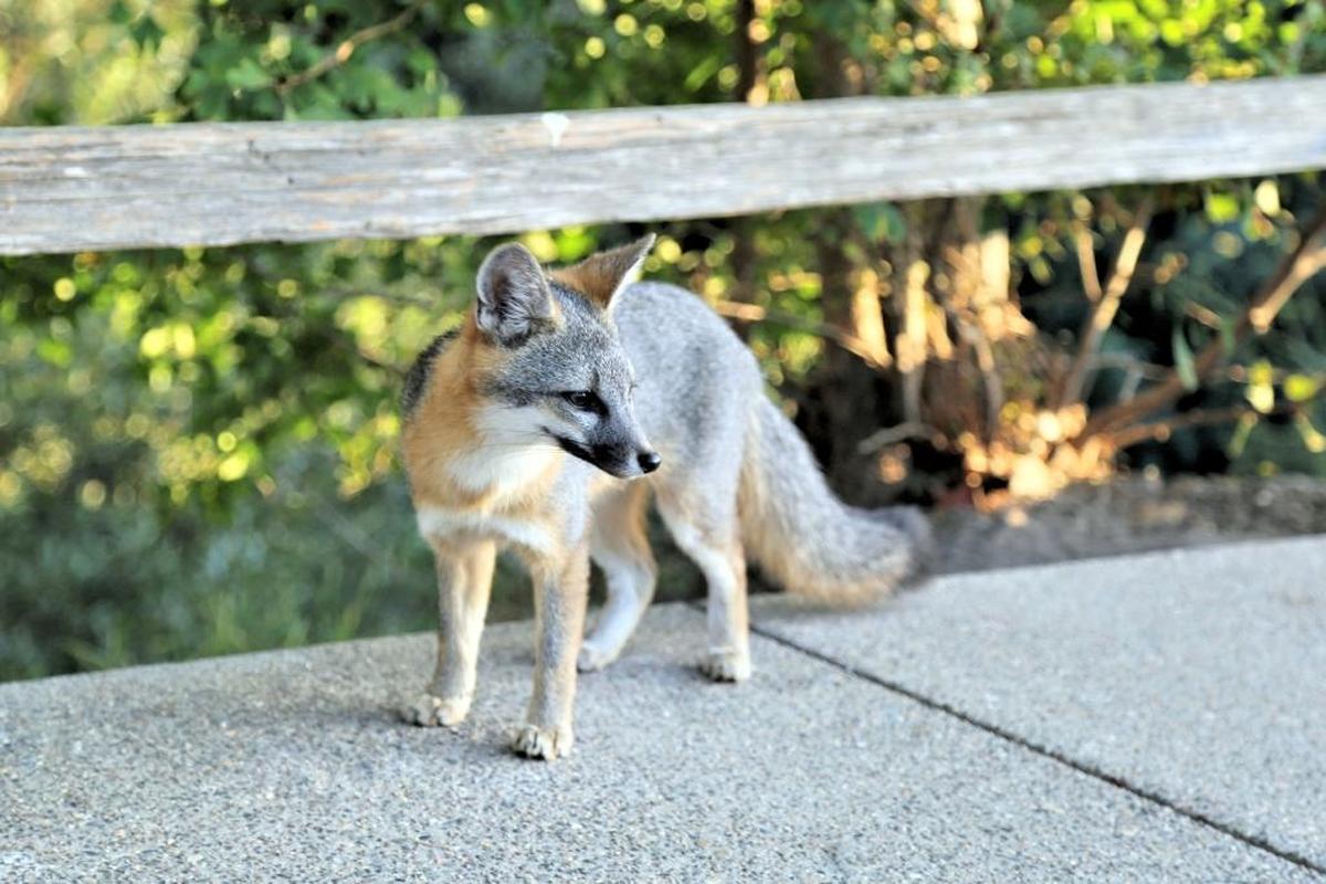 A little gray fox seen around Arroyo Grande was euthanized in 2017 after a resident complained it had killed chickens. The fox, nicknamed “Foxy,” became a beloved mascot in the Village, and its death sparked wide sadness and anger.