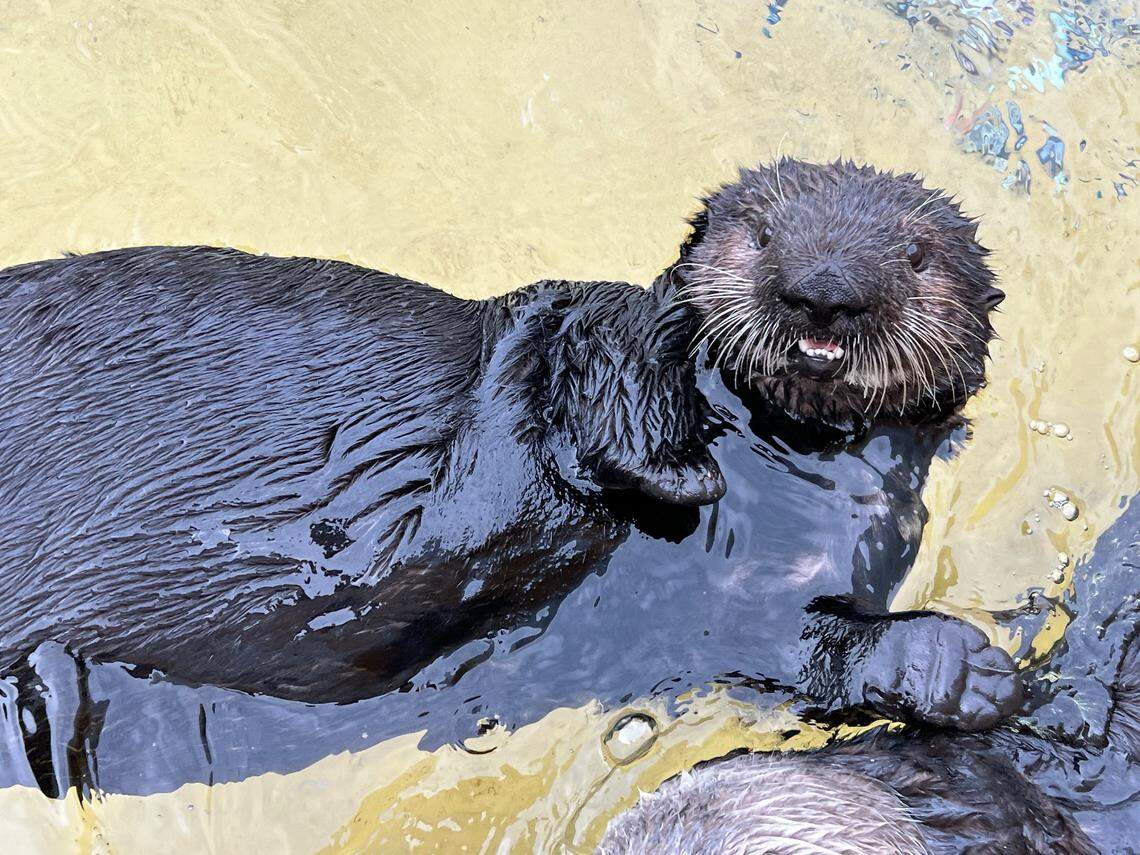 Monterey Bay Aquarium’s newest otter was rescued off the coast San Luis Obispo County.