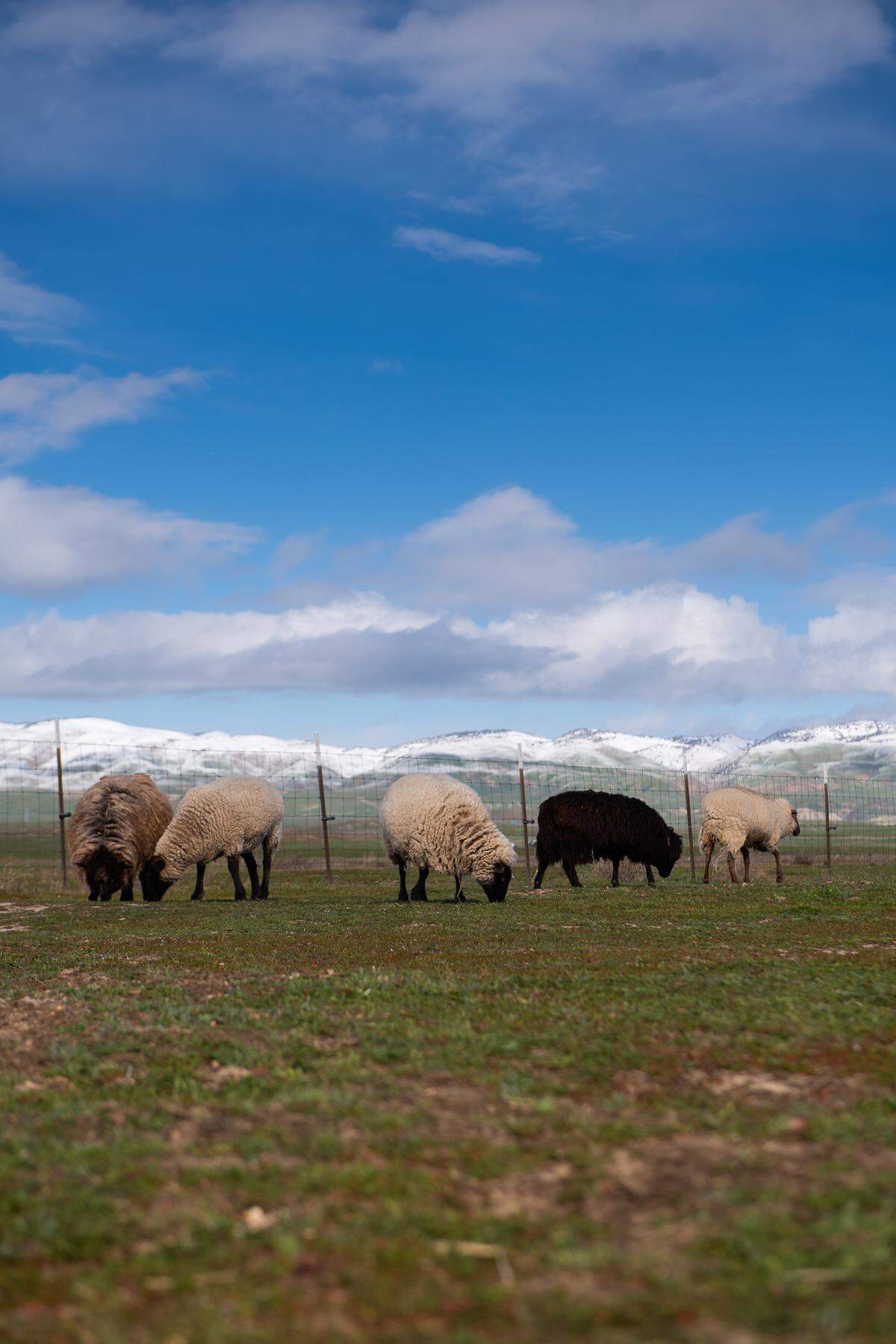 Sheep graze in the California Valley as a first dusting of snow turned the Temblor Range white on Wednesday, Feb. 22, 2023, near the Carrizo Plain as a cold winter storm moves into California.