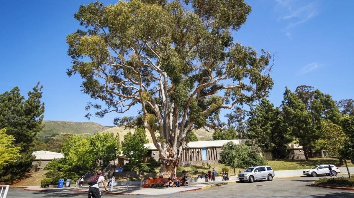 This eucalyptus tree at San Luis Obispo High School could be chopped down to make room for a new administrative building and performing arts space. A petition signed by 1,500 people, including current and former students, hopes to save it.