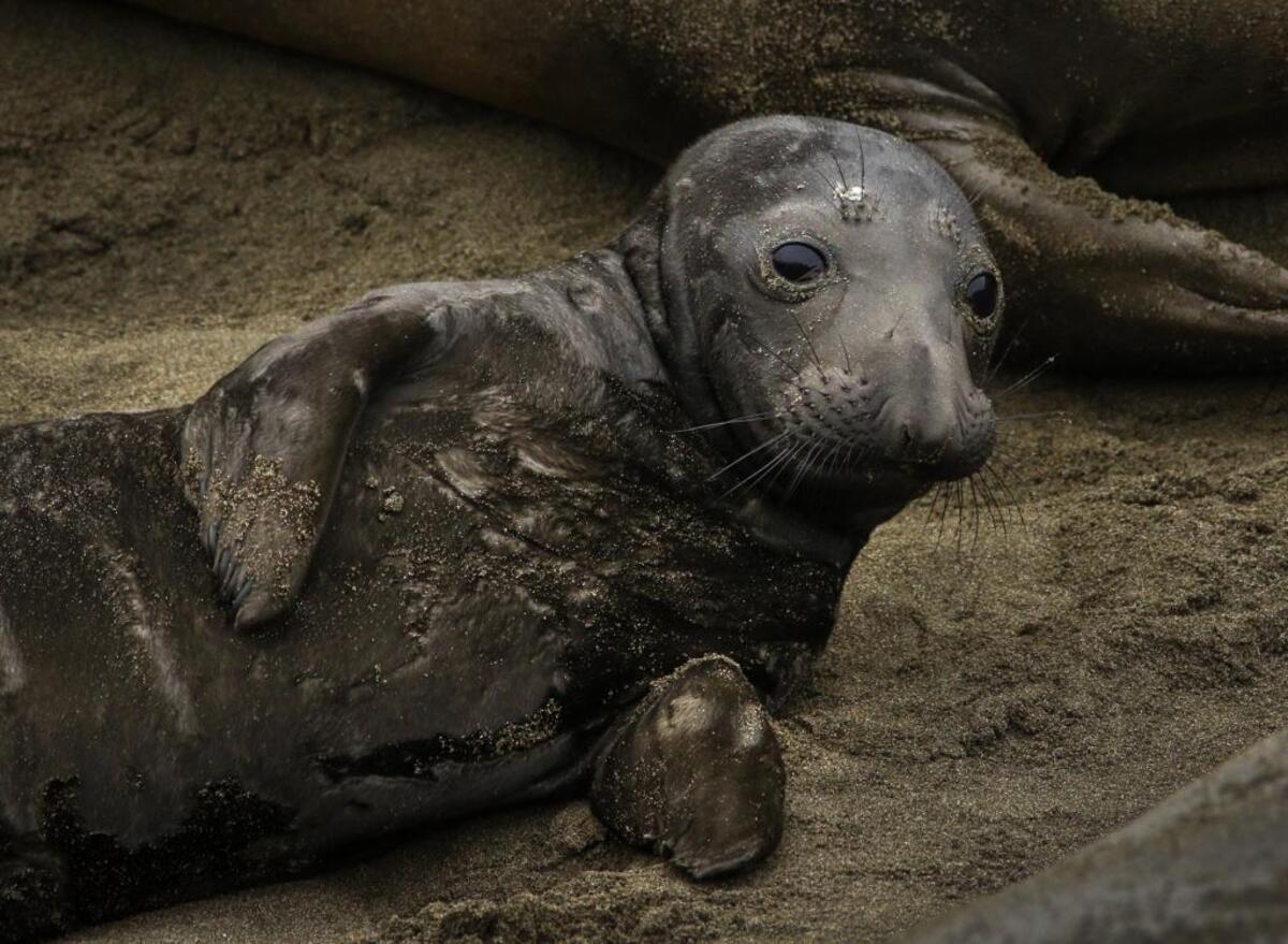 A baby elephant seal takes a look around its patch of beach at the Piedras Blancas rookery Jan. 19.