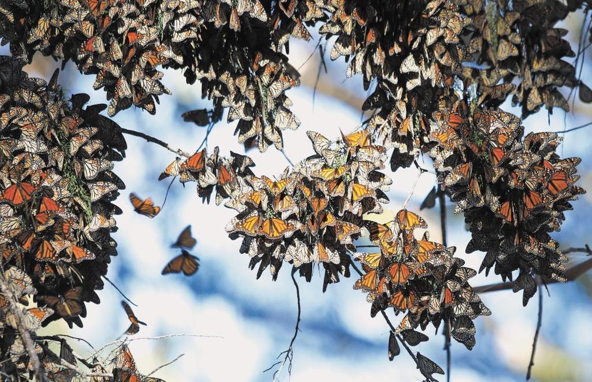 Monarch butterflies cluster in eucalyptus trees along Highway 1 in Pismo Beach.