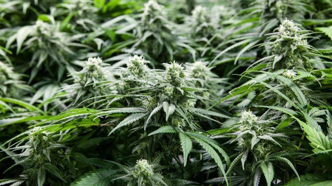 Indoor marijuana buds under lights.