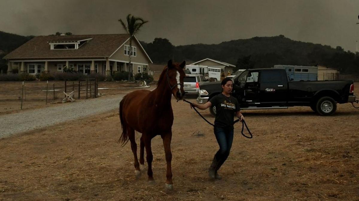 Horses are evacuated from the Laughing Dog Ranch as flames and smoke from the Thomas Fire threaten Ojai on Dec. 9, 2017.