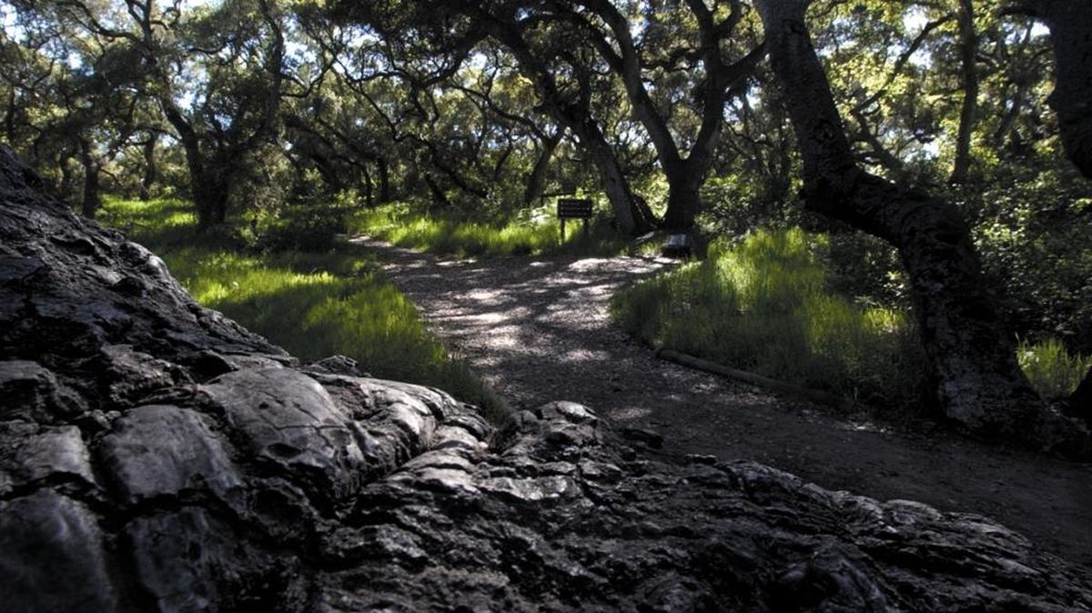 Los Osos Oaks Reserve.