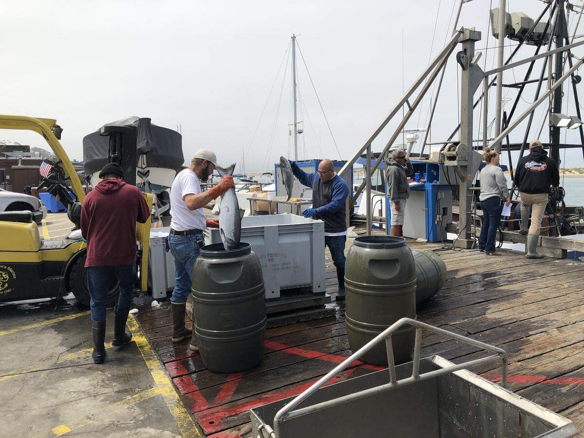 Salmon are unloaded at Giovanni’s Fish Market dock in Morro Bay.