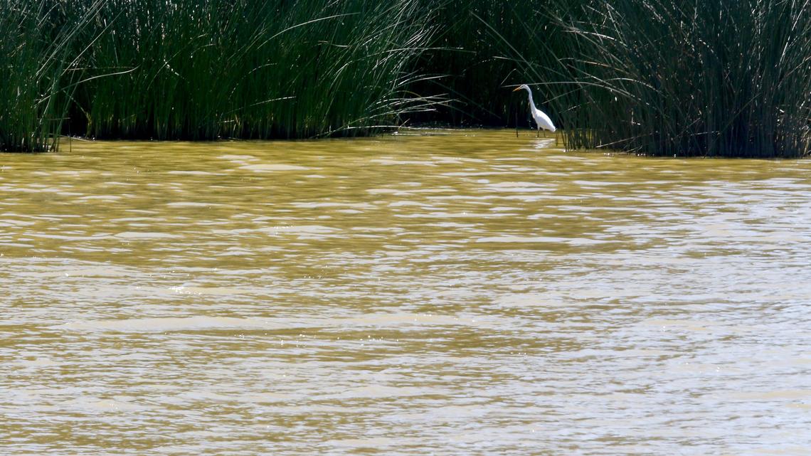 An egret stalks prey at Laguna Lake in San Luis Obispo. Toxic blue-green algae has been found in the lake and the city is warning people against coming in contact with it.