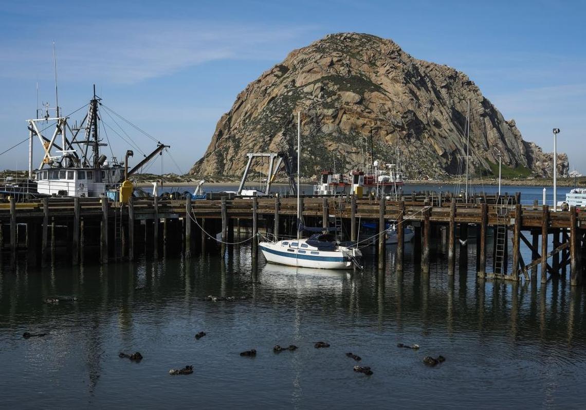 The sea otter population in Morro Bay is healthy even as the Central Coast has seen more otter deaths from shark bites.