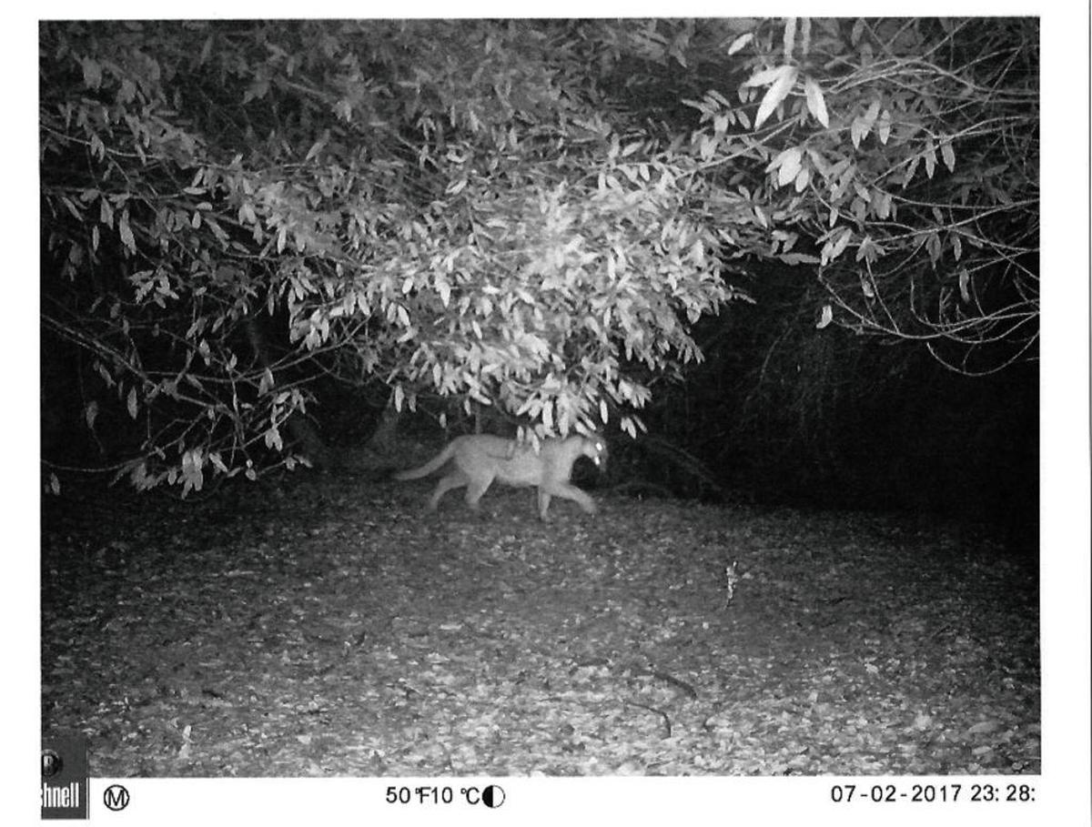 A motion-detecting camera on a home at the base of the Irish Hills captured this image of a mountain lion.