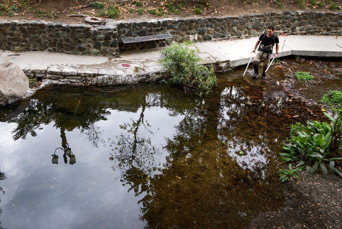 Damon Goodman, a fish biologist with U.S. Fish and Wildlife Service, studies where Pacific lampreys live, including in San Luis Obispo Creek in downtown San Luis Obispo.