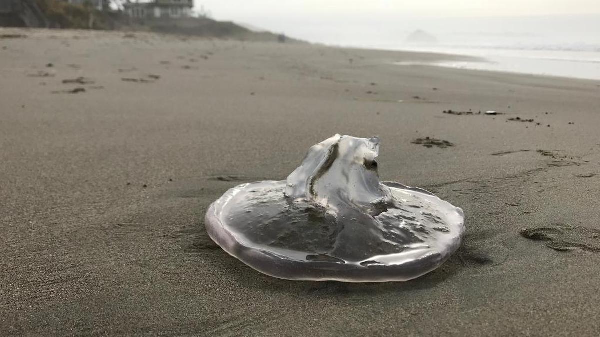 This moon jelly washed onto a Cayucos beach during a heavy storm in January 2018. The protrusion in the middle is its mouth.
