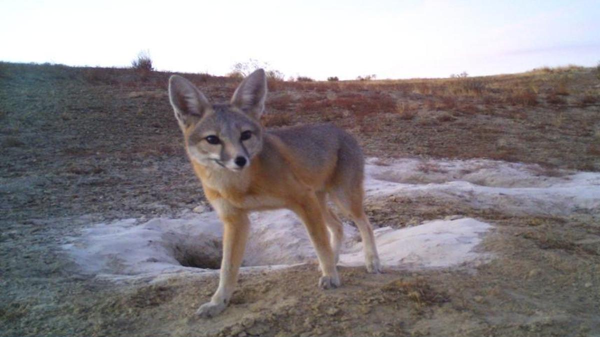 The San Joaquin kit fox is one of the endangered species that calls the Carrizo Plain home.