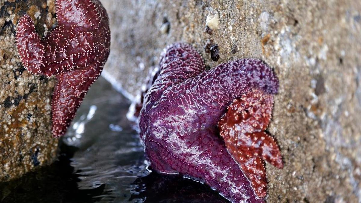 Sea stars have made a “patchy” recovery from the mysterious Sea Star Wasting Syndrome that has decimated the population, but many species remain devastated by the disease.