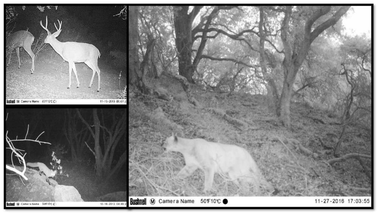 The city of San Luis Obispo captured shots of wild animals on Bishop Peak, including, deer, a mountain lion and a fox.