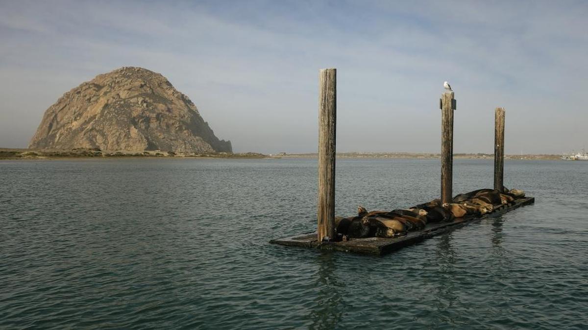 Sea lions lounge on a dock in the middle of the Morro Bay Harbor.