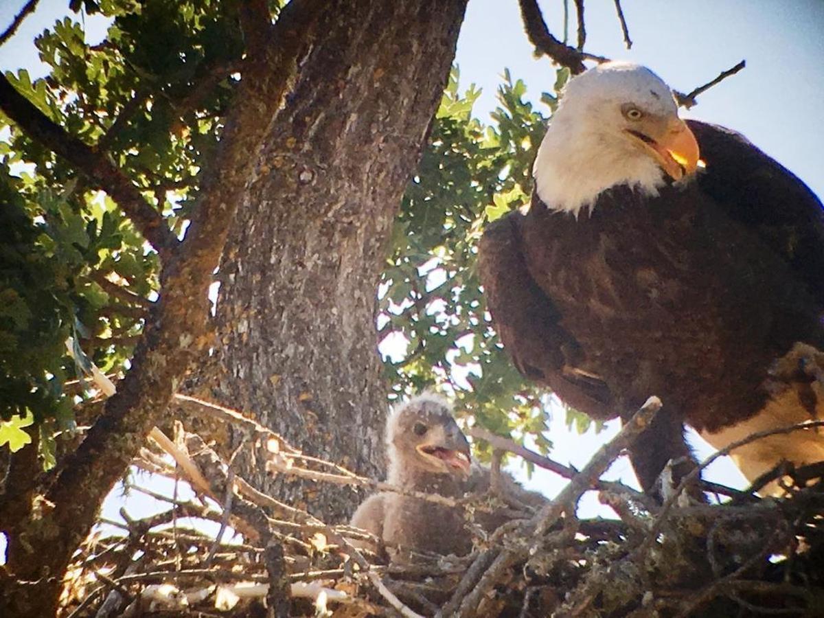 A nesting bald eagle and its eaglet are seen at San Antonio Lake in 2017.