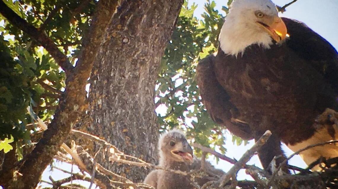 Watch bald eagles raise their babies on new Camp Roberts nest cam