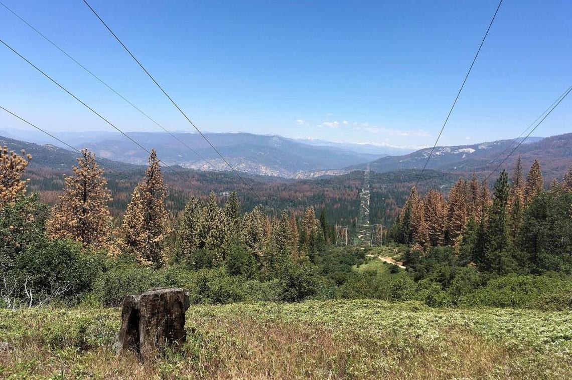 This June 6, 2016, photo shows patches of dead and dying trees near Cressman, California. California’s drought and a bark beetle epidemic have caused the largest die-off of Sierra Nevada forests in modern history.