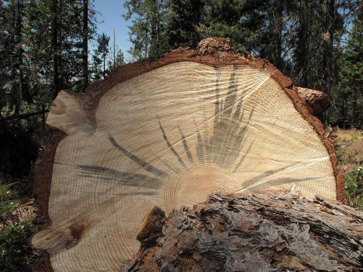 This June 6, 2016, photo shows a tree stained blue by a fungus carried by the bark beetle, which diminishes trees’ value as lumber, near Cressman, California. California’s drought and a bark beetle epidemic have caused the largest die-off of Sierra Nevada forests in modern history.
