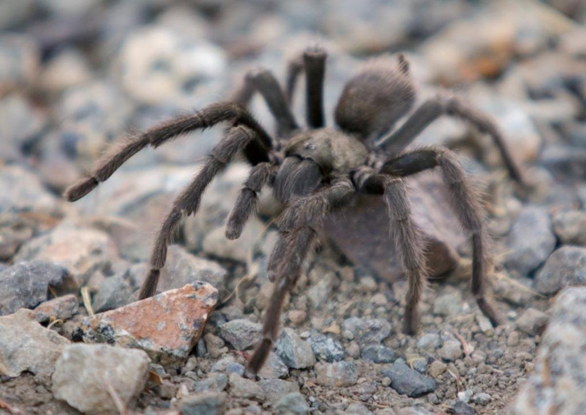 A male tarantula is seen walking near Cuesta Ridge. It’s mating season for the large, hairy arachnids.