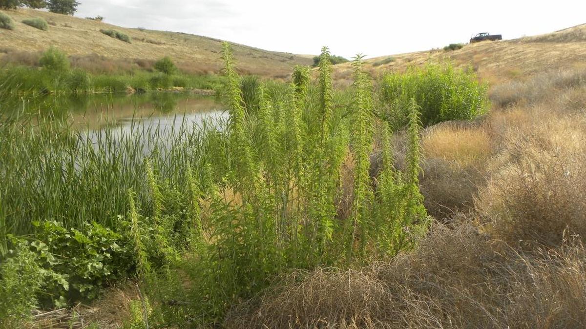 A view of Jenks Pond on Carrizo Plain land the Carrizo Plain Conservancy and the Sequoia Riverlands Trust will be restoring.