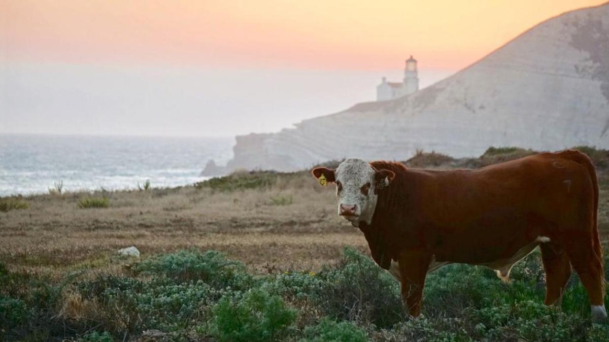 With the acquisition of the 24,000-acre Jalama Cojo Ranches at Point Conception by The Nature Conservancy, thanks to a donation by Jack and Laura Dangermond, the property will remain a working cattle ranch for the time being.