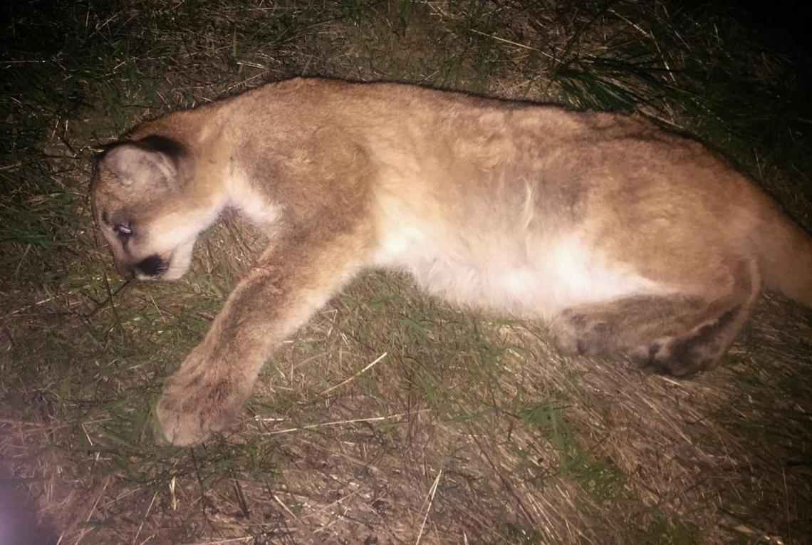 State Fish & Wildife scientist Justin Dellinger placed an ear tag on this female mountain lion cub he trapped in the Irish Hills of San Luis Obispo.