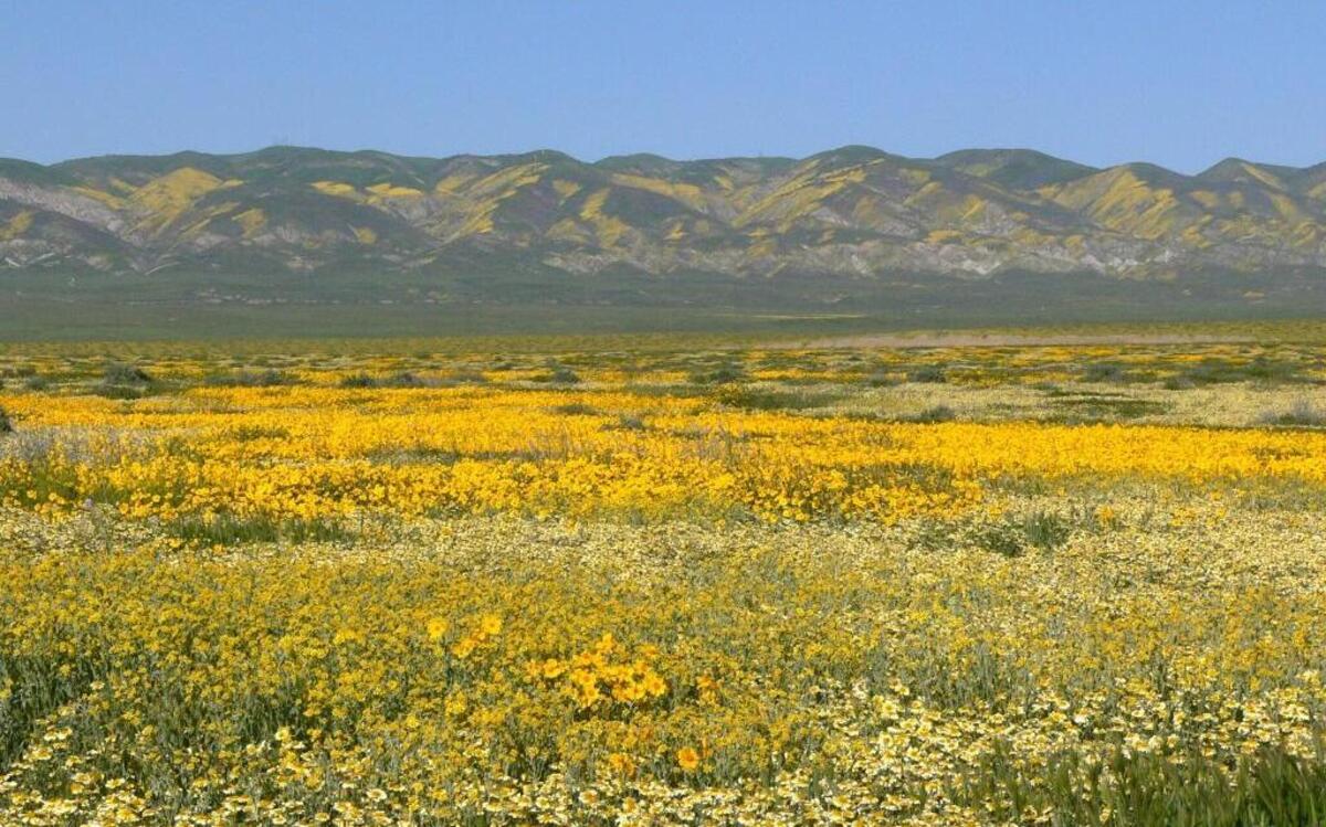 Flowers cover the landscape at Carrizo Plain National Monument on Sunday, April 9, 2017.