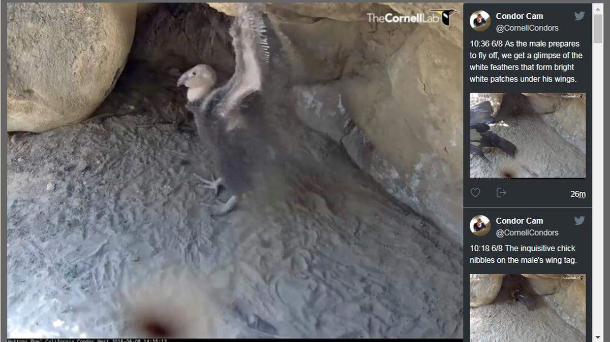 The Condor Cam shows a two-month-old California condor chick spreading its wings in this June 7, 2018, screenshot.