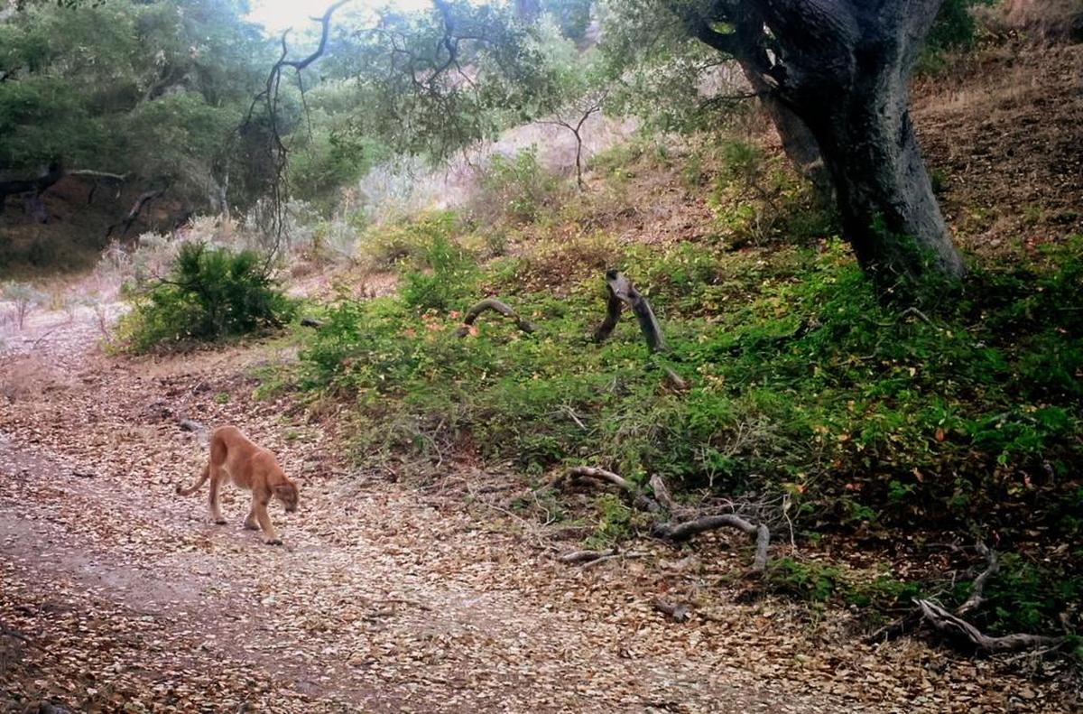 This mountain lion was photographed by a wildlife camera on the Pismo Preserve on Oct. 9, 2016.