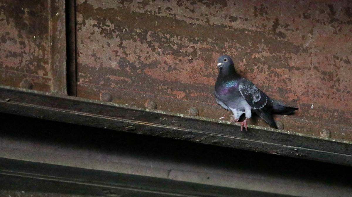 A pigeon roosts in the creek tunnel that exits near Luna Red in San Luis Obispo. The city says the birds’ droppings are a breeding ground for houseflies, which have been infesting the downtown.