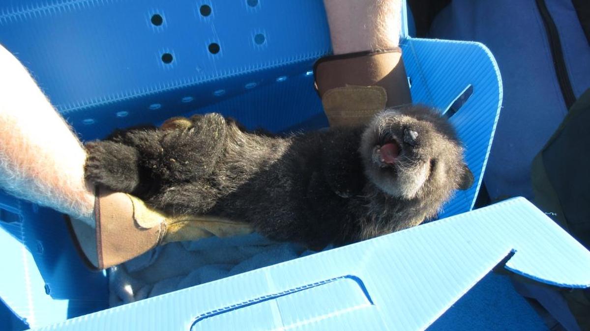 A baby otter rescued in Morro Bay last week has been sent to the Monterey Bay Aquarium.