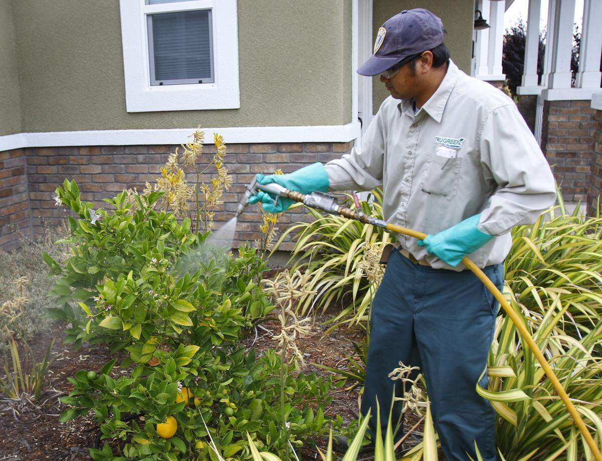 Phearoth Bou applies insecticide to a lemon tree in San Luis Obispo in 2016 after an Asian citrus psyllid sighting in the area. Chlorpyrifos, a pesticide used to kill ants that eat beneficial insects that kill the Asian citrus psyllid, was recently banned by a federal court.