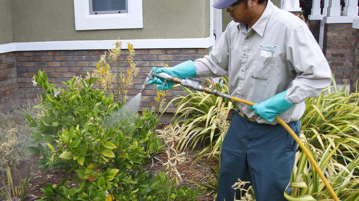Phearoth Bou applies insecticide to a lemon tree in San Luis Obispo in 2016 after an Asian citrus psyllid sighting in the area. Chlorpyrifos, a pesticide used to kill ants that eat beneficial insects that kill the Asian citrus psyllid, was recently banned by a federal court.