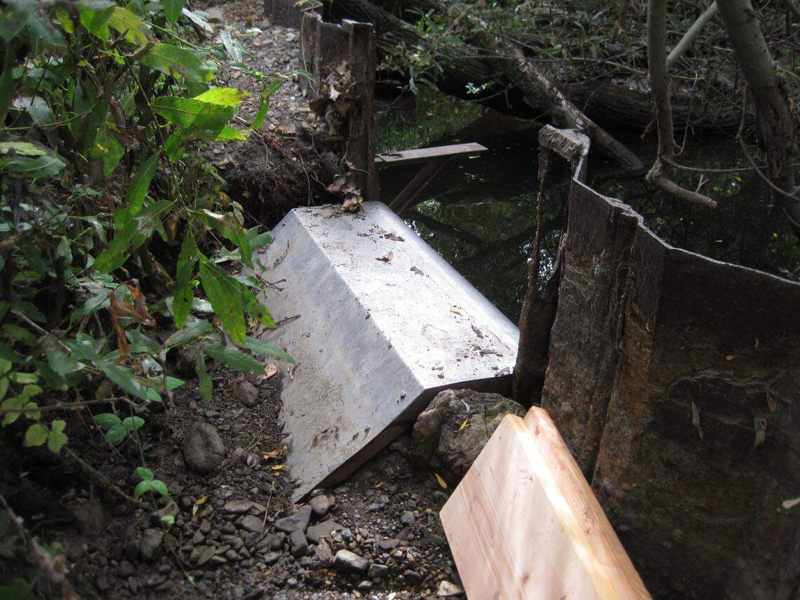Three years after federal biologists installed this LampRamp near the mouth of San Luis Obispo Creek in 2013, Pacific lampreys returned to the waterway. They built nests with rocks and spawned in their second year back. Now, hundreds of young larvae are acting like water filters as they feed in the sediment.