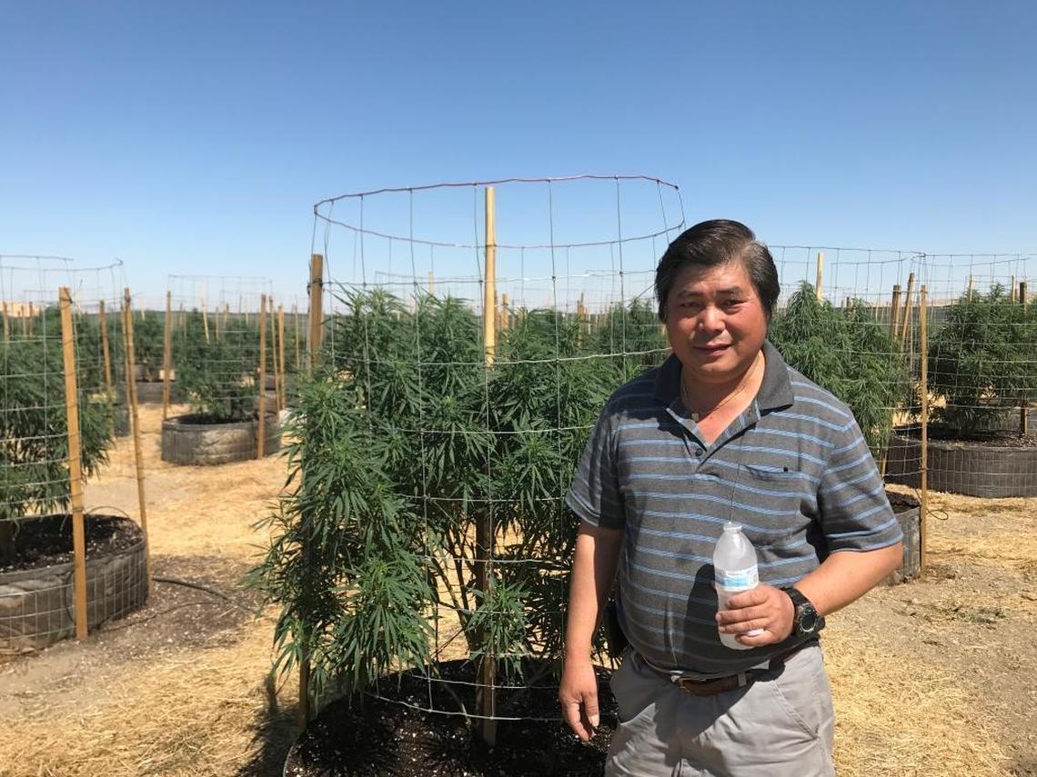 Shong Yang, 55, at his family marijuana grow in California Valley. 7-14-2017.