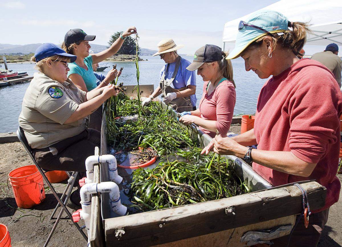 Volunteers sort eelgrass into small bundles to be replanted in Morro Bay in 2014. A new Cal Poly study shows water quality conditions in some parts of the Morro Bay estuary could be the driving factor in preventing eelgrass recovery.