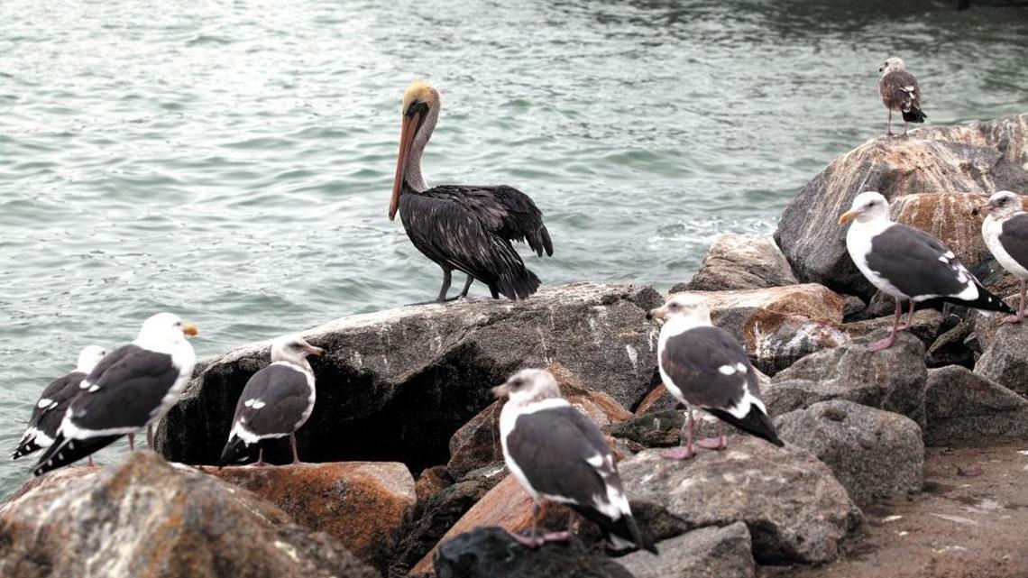 A pelican and a few seagulls wait for the storm to pass in Port San Luis Harbor in Avila Beach.