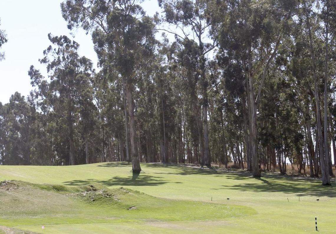 The view from the Fishers' back yard looks out a across the golf course at the eucalyptus trees on a clear day.