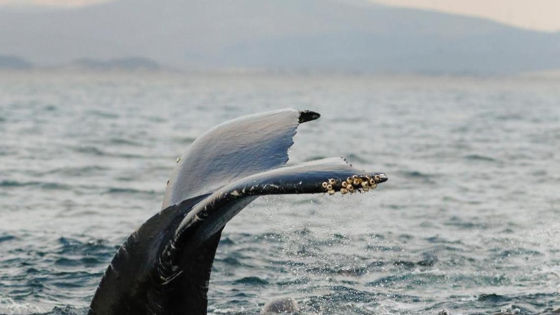 Conservationists warn that whales and other ocean mammals could get caught in a net of cables with a proposed offshore wind farm.