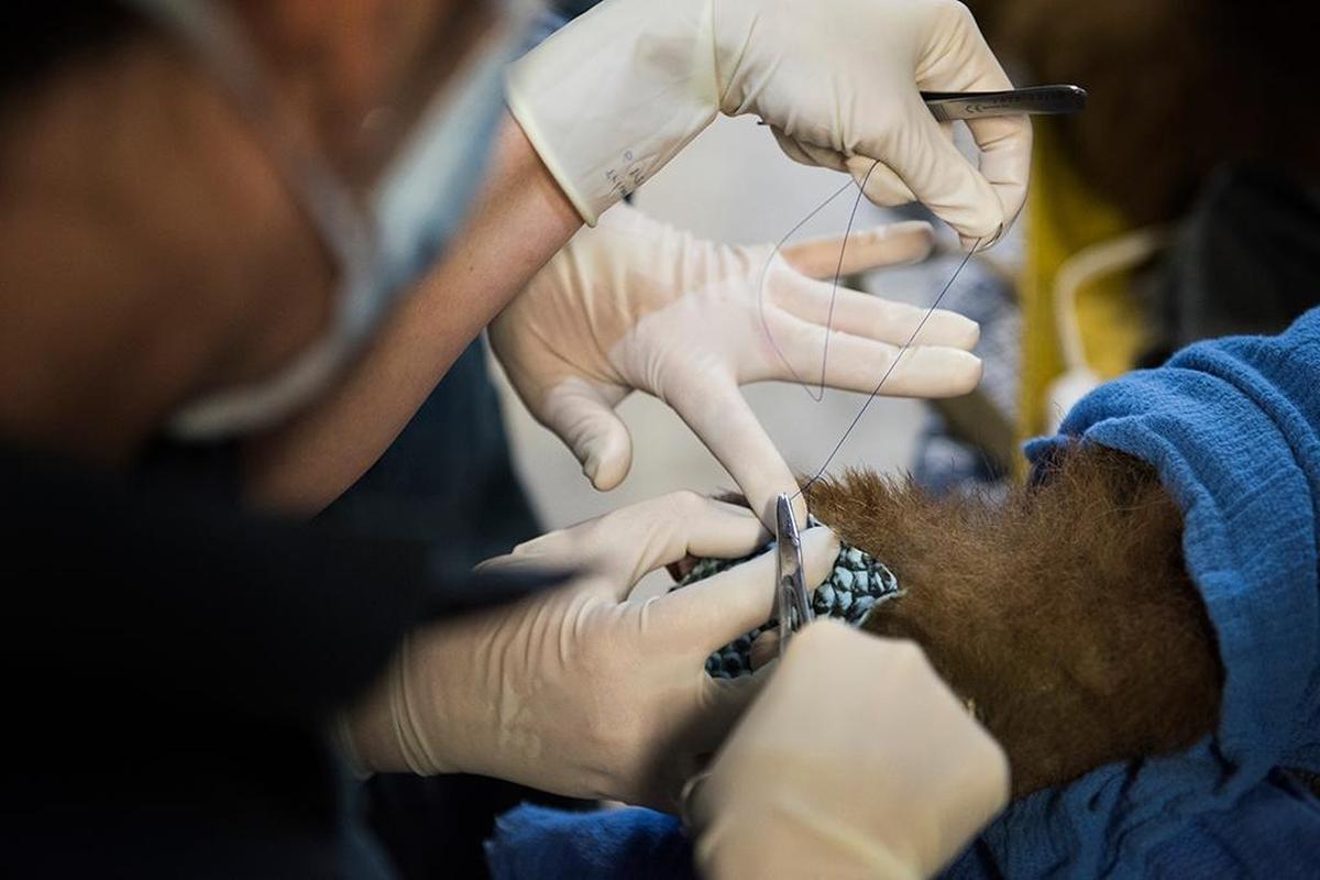 Bears being treated by Dr. Laura Peyton, chief of integrated medicine at the UC Davis Veterinary Medical Teaching Hospital at the California Department of Fish and Wildlife on Jan. 8, 2017. Peyton fit biologic bandages made from tilapia skin onto the badly burned paw pads of the bears.