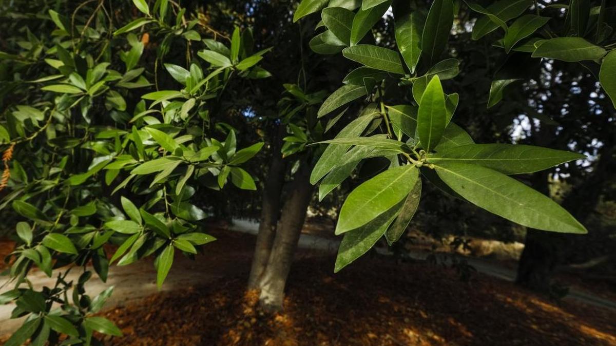 A California bay laurel at Cal Poly’s Leaning Pine Arboretum.